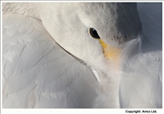47. Watchful - Swan